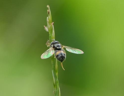Paragus borbonicus